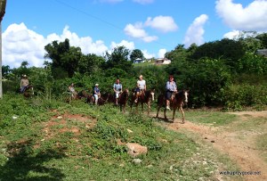 Viniales - wioo... koniku