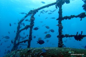 Bayahibe - nurkowanie na wraku