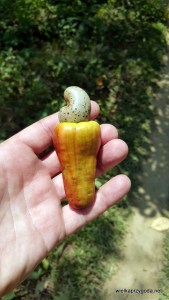 Tak wygląda orzech nerkowca , rosną na drzewach i przyczepione są do czegoś w kształcie papryki ???