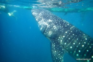 Rekiny jadły nam z ręki