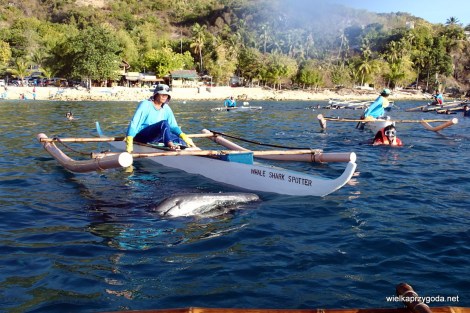 Oslob Rekiny Wielorybie