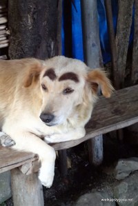 Brwi nie są namalowane , to nowa rasa pies tarasowy