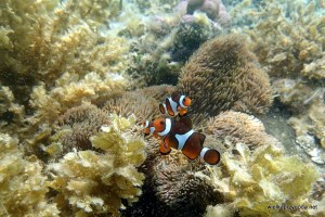 To nie jest akwarium