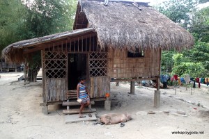 Świnki też mają rajski żywot póki nie skończą jako schabowy